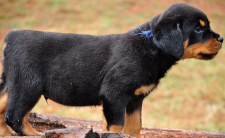 Gallery Puppies – Stoney Creek Rottweilers