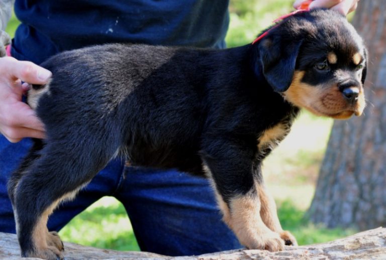 Gallery Puppies – Stoney Creek Rottweilers