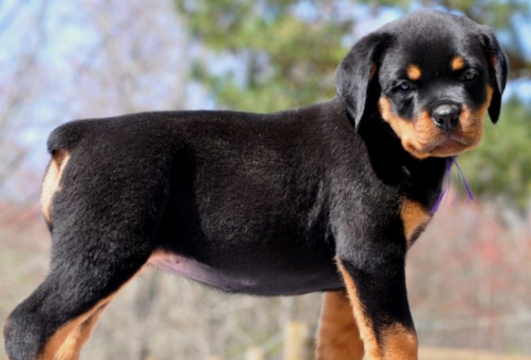 Gallery Puppies – Stoney Creek Rottweilers