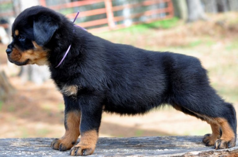Gallery Puppies – Stoney Creek Rottweilers